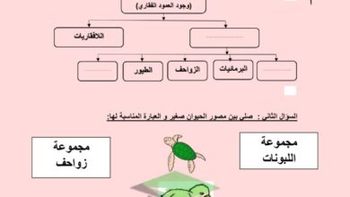 thumbnail of علوم ورقة عمل الحيوانات للصف الرابع الفصل الدراسي الاول