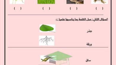 thumbnail of علوم اختبار تجريبي مدرسة التميز للصف الثاني الفصل الاول