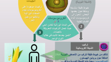 thumbnail of مذكرة كيمياء الصف العاشر الفصل الأول