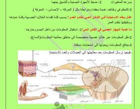 thumbnail of احياء للصف الثاني عشر علمي الفصل الأول مراجعة العماوي