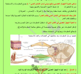 thumbnail of احياء للصف الثاني عشر علمي الفصل الأول مراجعة العماوي
