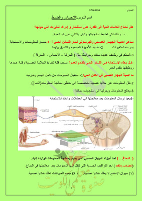 thumbnail of احياء للصف الثاني عشر علمي الفصل الأول مراجعة العماوي