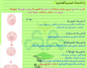 thumbnail of المنهج الجديد علوم للصف التاسع الفصل الأول ملخص انقسام الخلايا